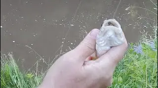 Рыбалка на капканчики в конце июня на речке.
