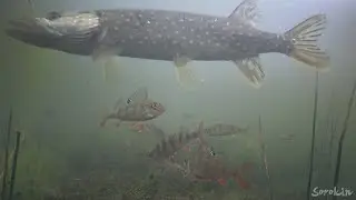Щука нашла карася в траве... и Яркая Атака! Подводная съемка