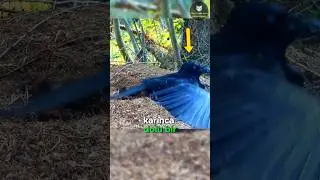 Karganın Karıncayla Asit Banyosu! 🐦‍⬛🐜🤮