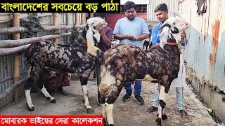 বাংলাদেশের সবচেয়ে বড় পাঠা ছাগল সহ শিওর গাভ বিটল ছাগলের দাম জানুন । মোবারক ভাইয়ের ছাগলের সেরা কালেকশন