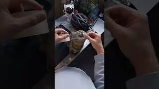 Обзор на кота 