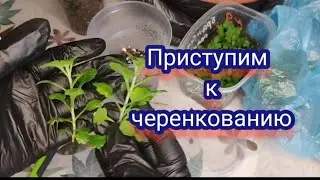 Черенкование хризантемы мультифлора. Когда черенковать и какие черенки брать 🧐🧐🧐