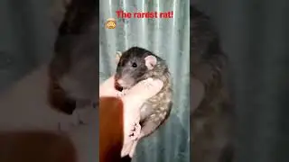 The rarest decorative rat with a snowflake marking! #rats #rarest #snowflake