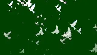 Peace Doves and Pigions Green Screen, Pigions Green Screen, Doves Green Screen, Green Screen Pigion
