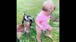 Такие милые козочки😍