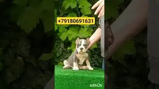 #щенок #булли