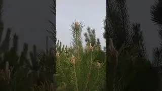 Месяц Май.