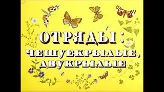 Диафильм Отряды чешуекрылые, двукрылые