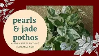 HOW TO TELL N'JOY POTHOS AND PEARLS & JADE POTHOS APART | DAY 17 OF 25 DAYS OF PLANTMAS