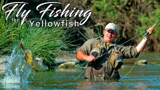 Fly fishing for Yellowfish in South Africa - All you need to know and how to {The Full DVD film}