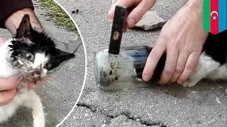 Un adorable chat prisonnier d'un bocal de verre est secouru