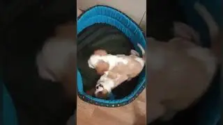 📞+7 (911) 933-36-96 Продаются щенки 🐶 Кавалер Кинг Чарльз спаниель.  📍 г. Санкт-Петербург.