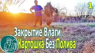🥔 Planting Potatoes without Watering in Heat and Drought ⯇1⯈ Mulching the Soil to Retain Moisture