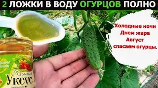 Я В ШОКЕ Дал в Августе Огурцам и они снова позеленели не будут болеют и обильно заплодоносили Огурцы