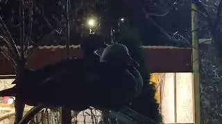 ❤️Вауууу! Белый лебедь разговаривает! 