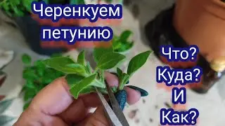Петуния. Черенкование петунии!!!