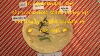 Stop-Motion Mitosis Animation Project