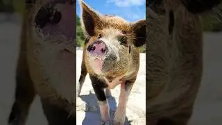 Pigs live on this island!