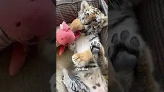 Бабушка ОТКОРМИЛА ТИГРА 😳🐯