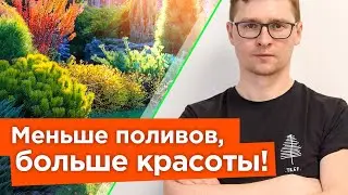 ЭТИ КУСТАРНИКИ ОБОЖАЮТ ЖАРУ! Неприхотливые и засухоустойчивые кустарники для солнечной стороны сада