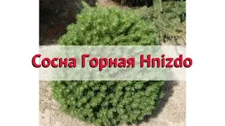 Сосна горная (hnizdo) 🌿 Обзор: посадка и уход. крупномеры сосны : описание и особенности