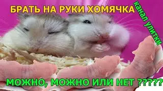 КОГДА МОЖНО БРАТЬ ХОМЯЧКОВ НА РУКИ ????? ПРИНЯЛА КАК РОДНОГО!!!