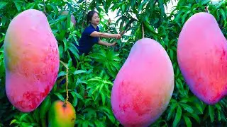 Harvesting Pink Mango & Goes To Market Sell | Gardening And Cooking | Lý Tiểu Vân