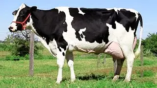 Cow Sound Effect - Milk Cow Moo
