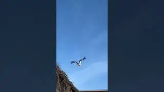Новенькие жители фермы 