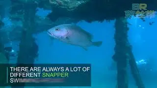 Daryl Laut - Anilao Dive Resort Site by Blue Ribbon Dive Resort