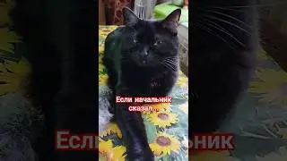 Если начальник сказал...🤣