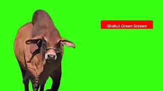 Cow Walk green screen | real cow green screen | shahul green screen