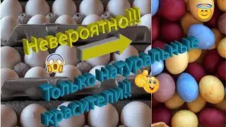 Красим яйца натуральными красителями. Кормим бездомных на Пасху.