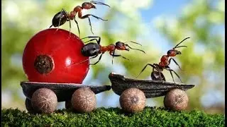 ИНТЕРЕСНЫЕ Факты о МУРАВЬЯХ