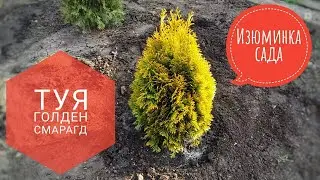 ТУЯ ГОЛДЕН СМАРАГД  / Golden Smaragd / Наполняем сад весёлыми красками