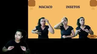 INSETOS