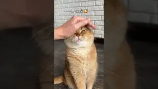 🫶🏼🐈 