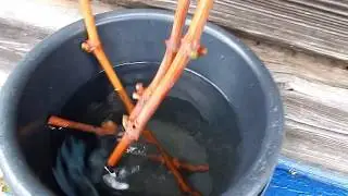 Не спешите обрезать виноград.  Не губите - кусты.