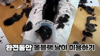 Special Grooming for a 17-Year-Old Cat’s Delicate Skin ~ 😺