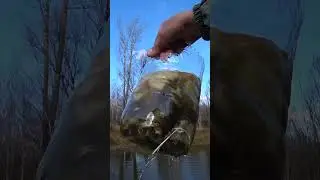 Как наловить МНОГО РЫБЫ без УДОЧКИ. Ловля ЖИВЦА на ХЛЕБНЫЕ банки. #shorts #fishing #рыбалка #рыба