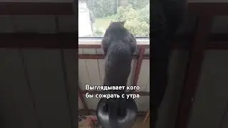 Кот на массе 