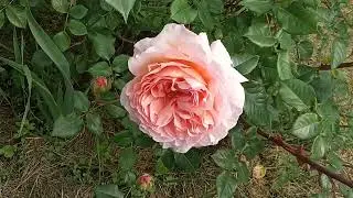 Мой деревенский водоем ,с цветущими растениями .Май месяц.