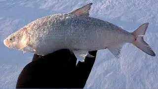 РЫБАЛКА НА ХАПУГУ ХЛОПОК, отчёт с рыбалки на Амуре, Март 2020, Рыбалка с fishermandv27rus