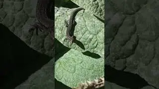 Просто змея с лапками)).Ящерица.