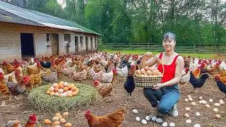 Harvesting 100+ Newly Hatched Chicks In Hole, Buy 1000+ Of Lemons From Farmers Go To Market Sell