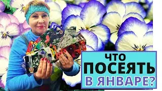 Какие цветы буду сеять в январе?