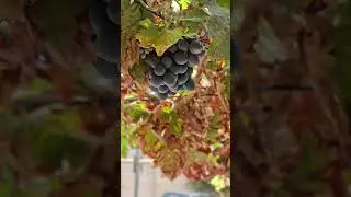 jabel akthar 🍇 🍇 🍇 #oman #grapesfarm #blackgrapes #omannews #trendingsong