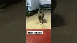 How should a cat walk?  Words to describe a cat walking, #SHORTS