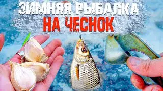 ЗИМОЙ ЛОВЛЮ  РЫБУ ТОЛЬКО НА ЧЕСНОК! Зимняя рыбалка! Как поймать рыбу зимой?