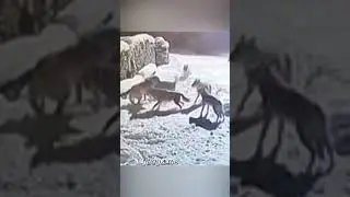 Волки напали на большую собаку.